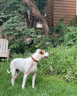 Dog Accessories